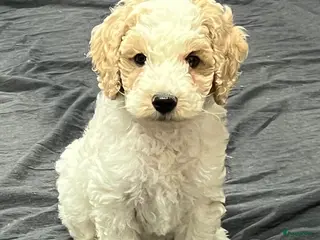 Labradoodle honden Labradoodle 🐶 pups teefjes - Advertentie 6