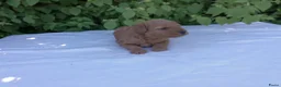Poedel honden te koop: Toypoedel pups / dwergpoedel pups - Advertentie 7