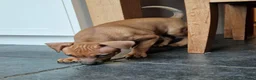Dwergpinscher honden te koop: Dwergpinschers pups te koop - Advertentie 5