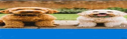Kruising honden te koop: Verwacht Cockapoo x Australian labradoodle - Advertentie 8