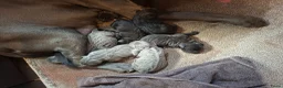 Cane Corso honden te koop: Cane Corso puppy's te koop - Advertentie 4
