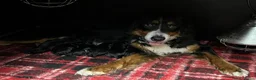 Bernedoodle honden te koop: Bernedoodle pups - Advertentie 3
