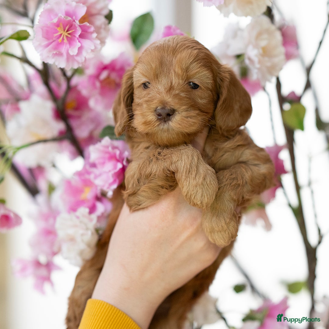 Labradoodle honden te koop: Mini labradoodle pups - Advertentie 5