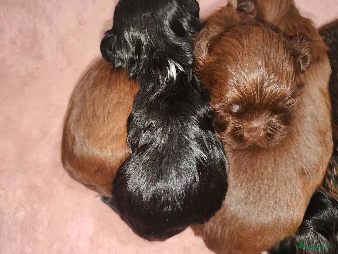 Kruising honden te koop: Shih tzu pups - Advertentie 11