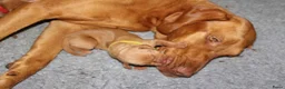 Vizsla korthaar honden te koop: Prachtge Vizsla's met stamboom - Advertentie 6