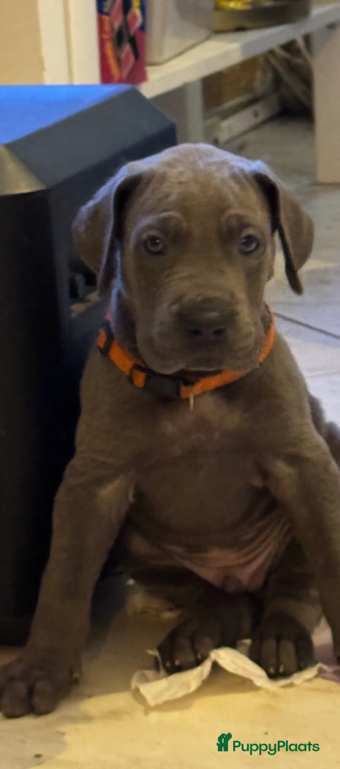 Duitse Dog honden te koop: Duitse dog puppies  - Advertentie 5