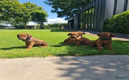 Rhodesian Ridgeback honden te koop: Rhodesian Ridgeback pups in Kootwijkerbroek - Afbeelding 2