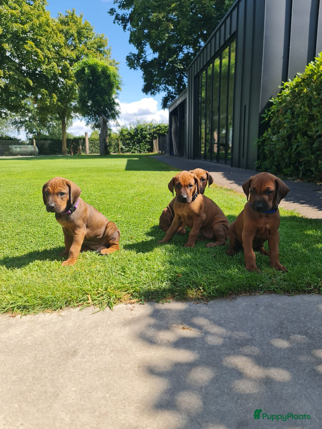 Rhodesian Ridgeback honden te koop: Rhodesian Ridgeback pups in Kootwijkerbroek - Afbeelding 2
