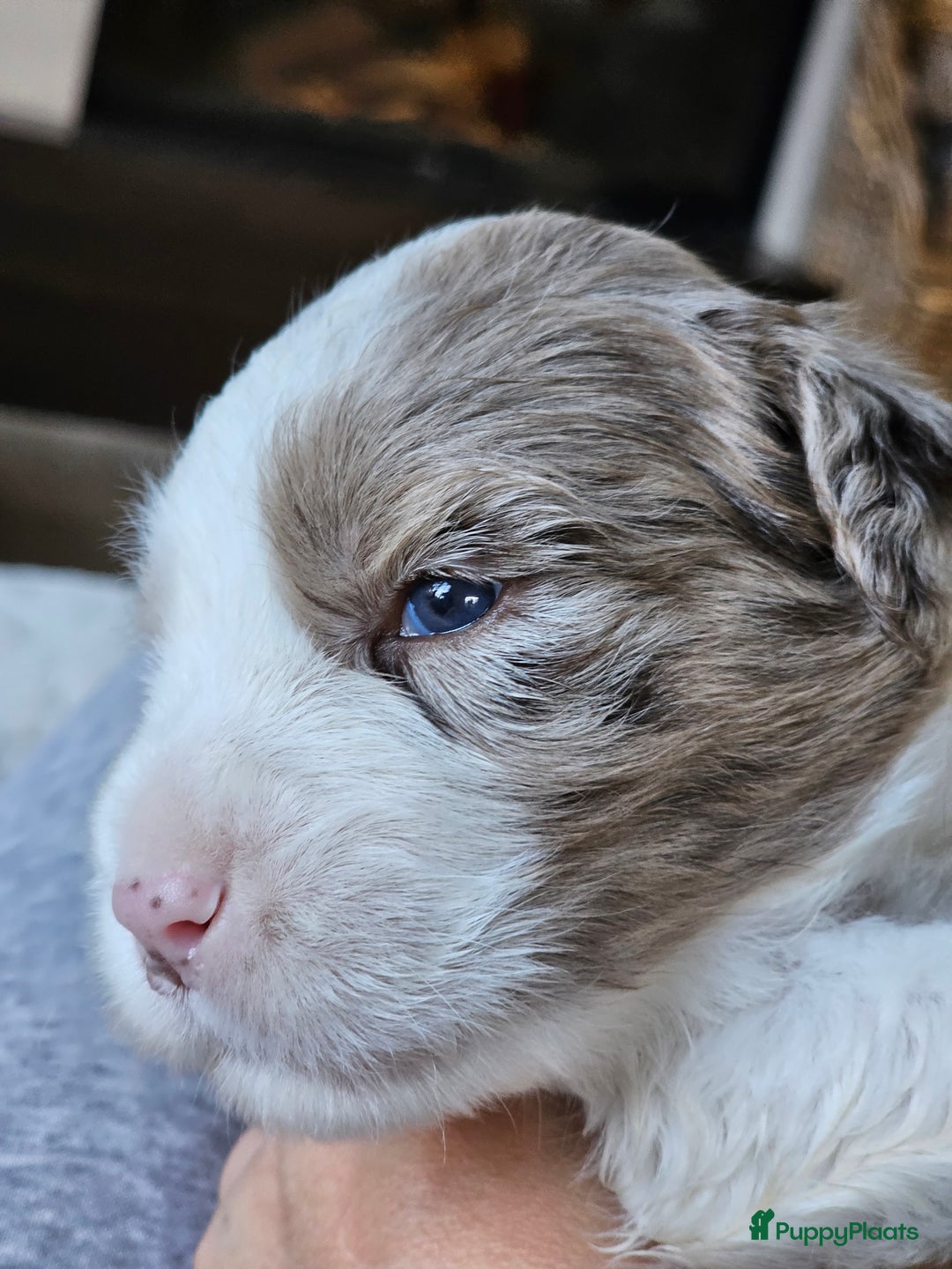 Kruising honden te koop: Aussidoodle pups - Advertentie 9