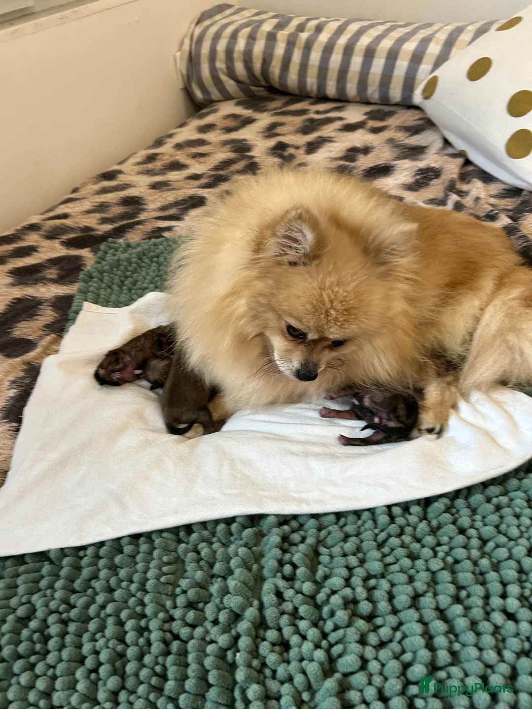 Pomeriaan honden te koop: ❤️Pomeranian❤️ - Advertentie 13