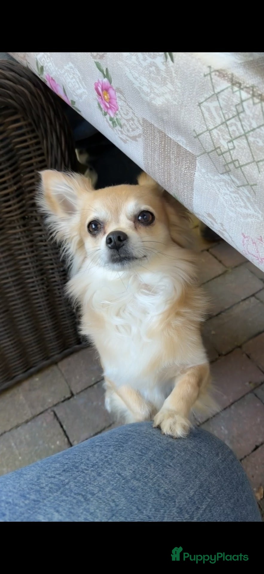 Chihuahua honden Dekreu  - Advertentie 15