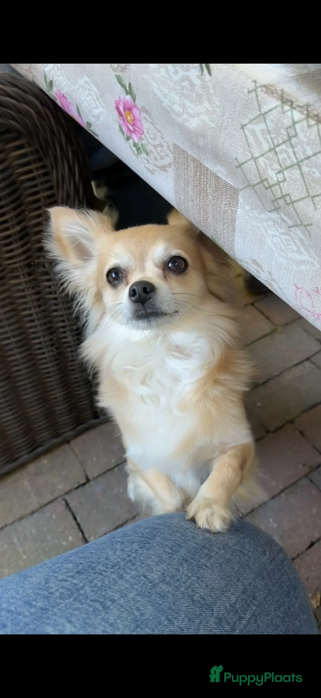 Chihuahua honden ter dekking: Dekreu  - Advertentie 1