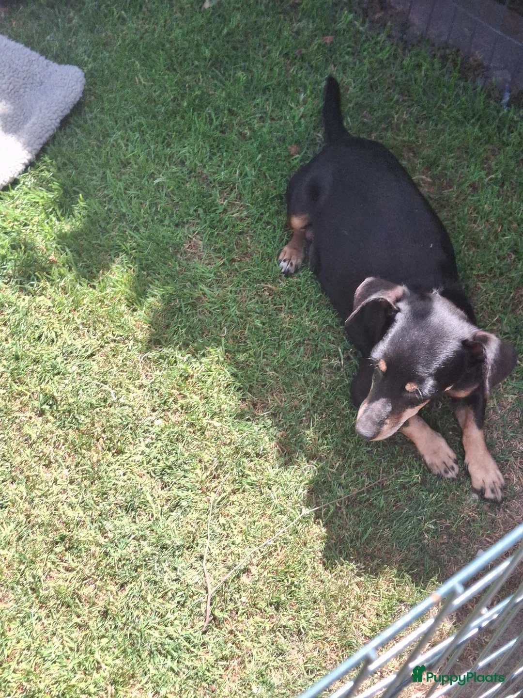 Jack Russel Terriër honden te koop: Jack Russel pups Black ant Tan in Wekerom - Advertentie 11