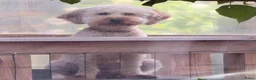 Labradoodle honden te koop: Nog 3 mooie reutjes zoeken een gouden mandje - Advertentie 5