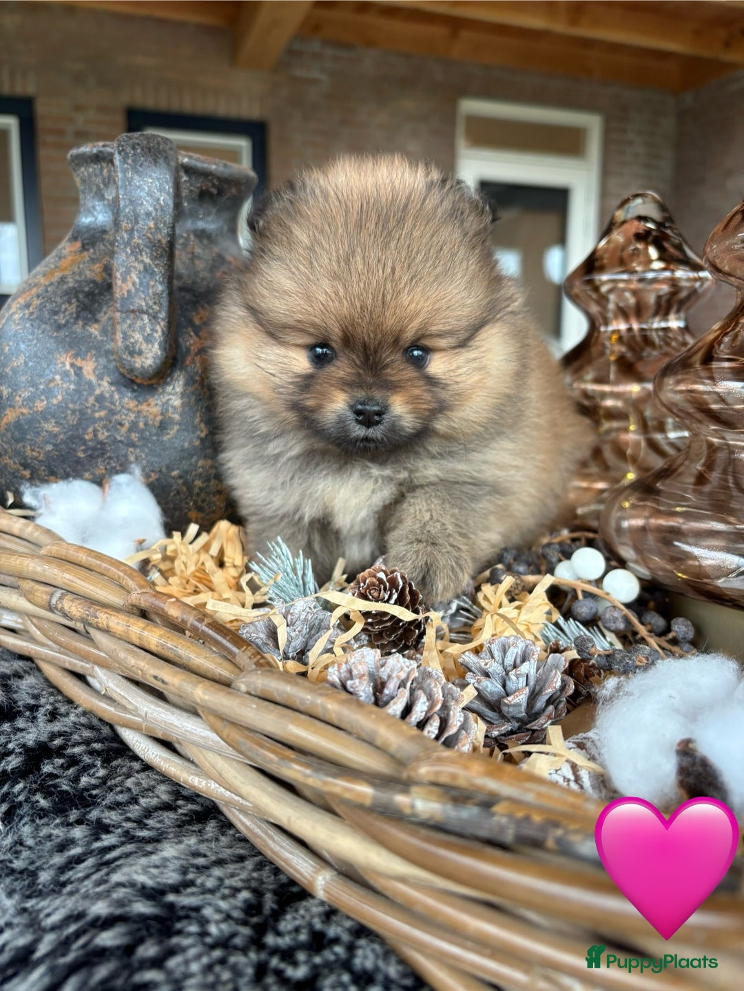 Pomeriaan honden te koop: Pomeriaan pups - Advertentie 1