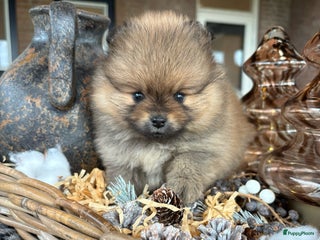 Pomeriaan honden Pomeriaan pups - Advertentie 1