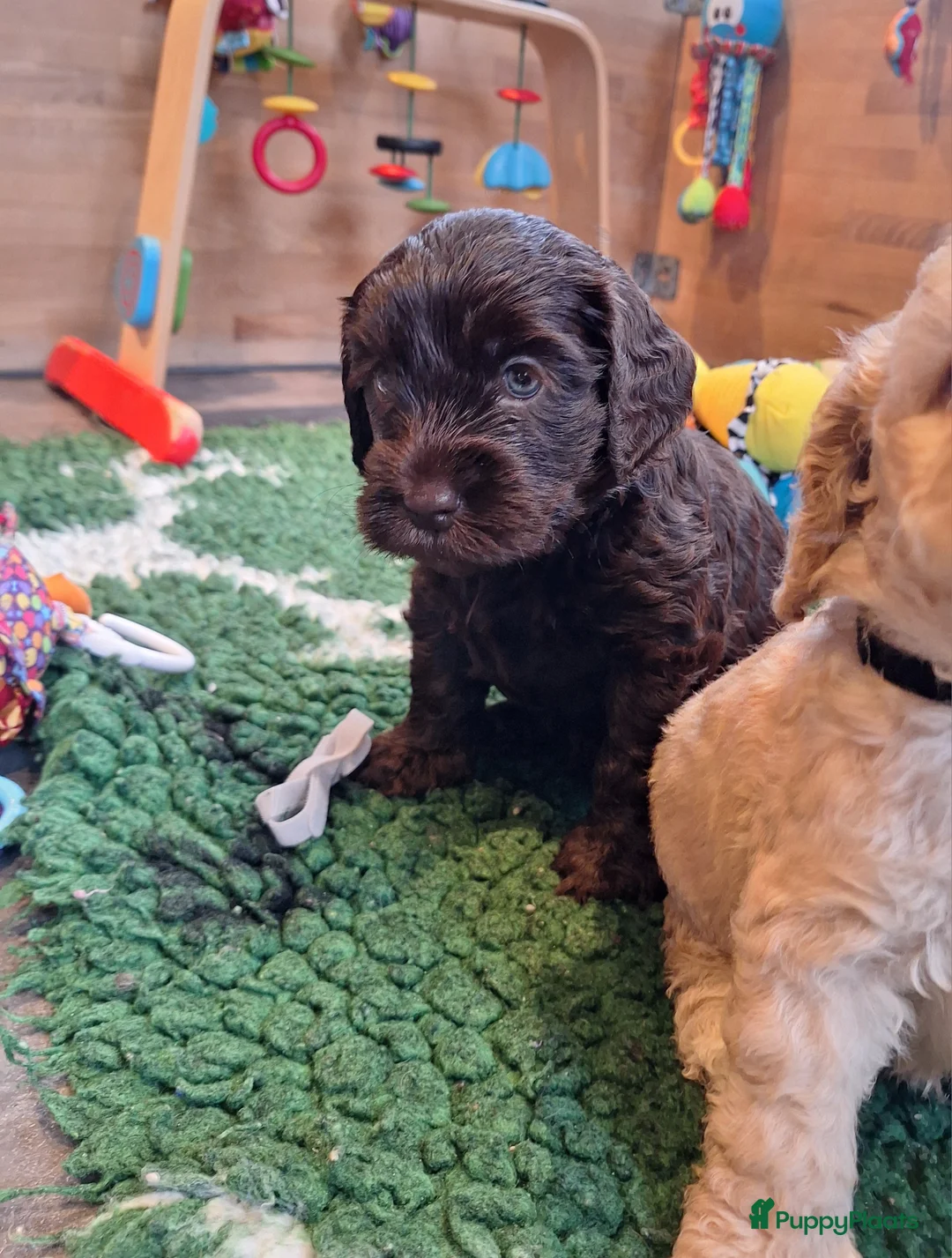 Kruising honden te koop: Australian labradoodle pups - Advertentie 3