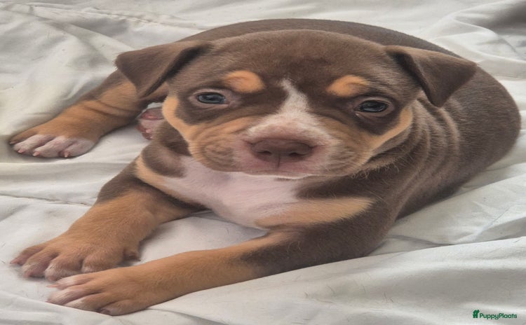 Amerikaanse Bully honden - Advertentie 5