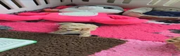 Maltipoo honden te koop: Mooie lieve maltipoo pup pups maltezer toy poedel  - Advertentie 21