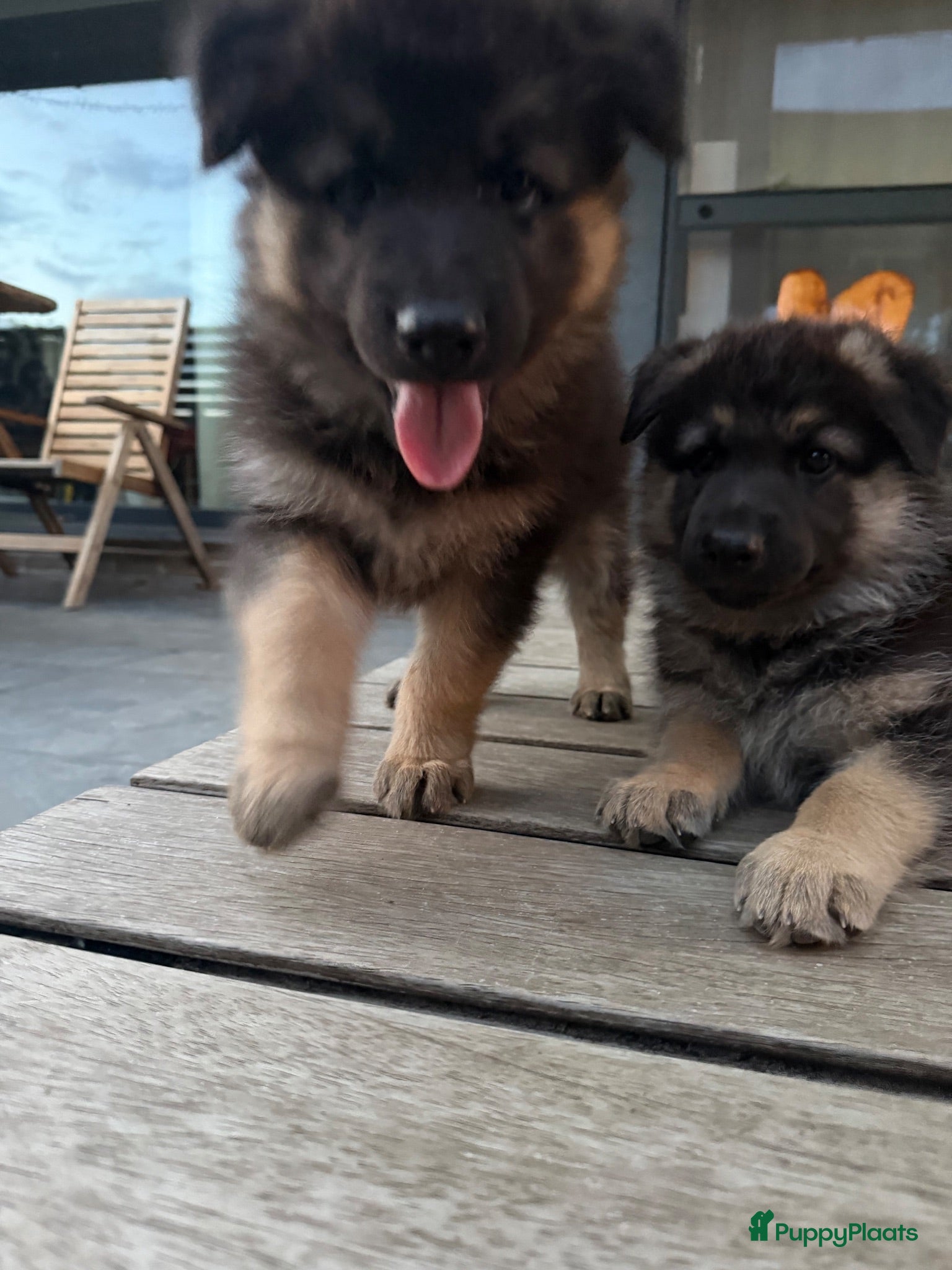 Kruising honden Gerberian shepsky’s pups - Advertentie 19