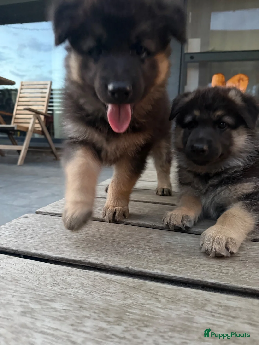 Kruising honden te koop: Gerberian shepsky’s pups - Advertentie 1