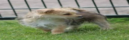 Morkie honden te koop: Leuk Morkie Teefje - Advertentie 8