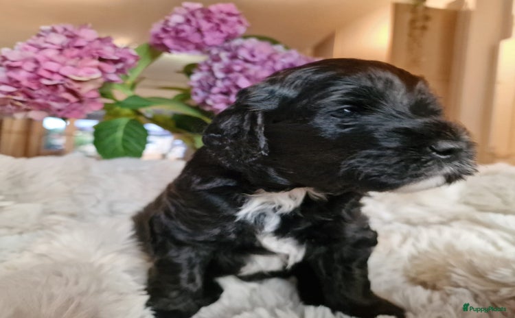 Australian Labradoodle honden - Advertentie 7