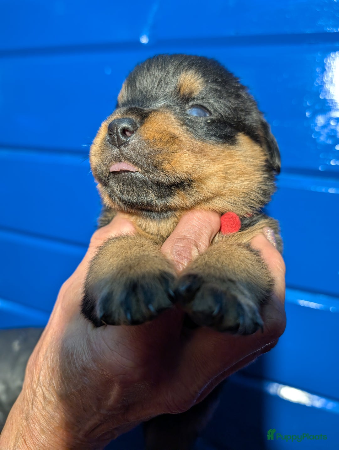 Rottweiler honden te koop: Zeer mooie rottweiler pups   - Advertentie 22