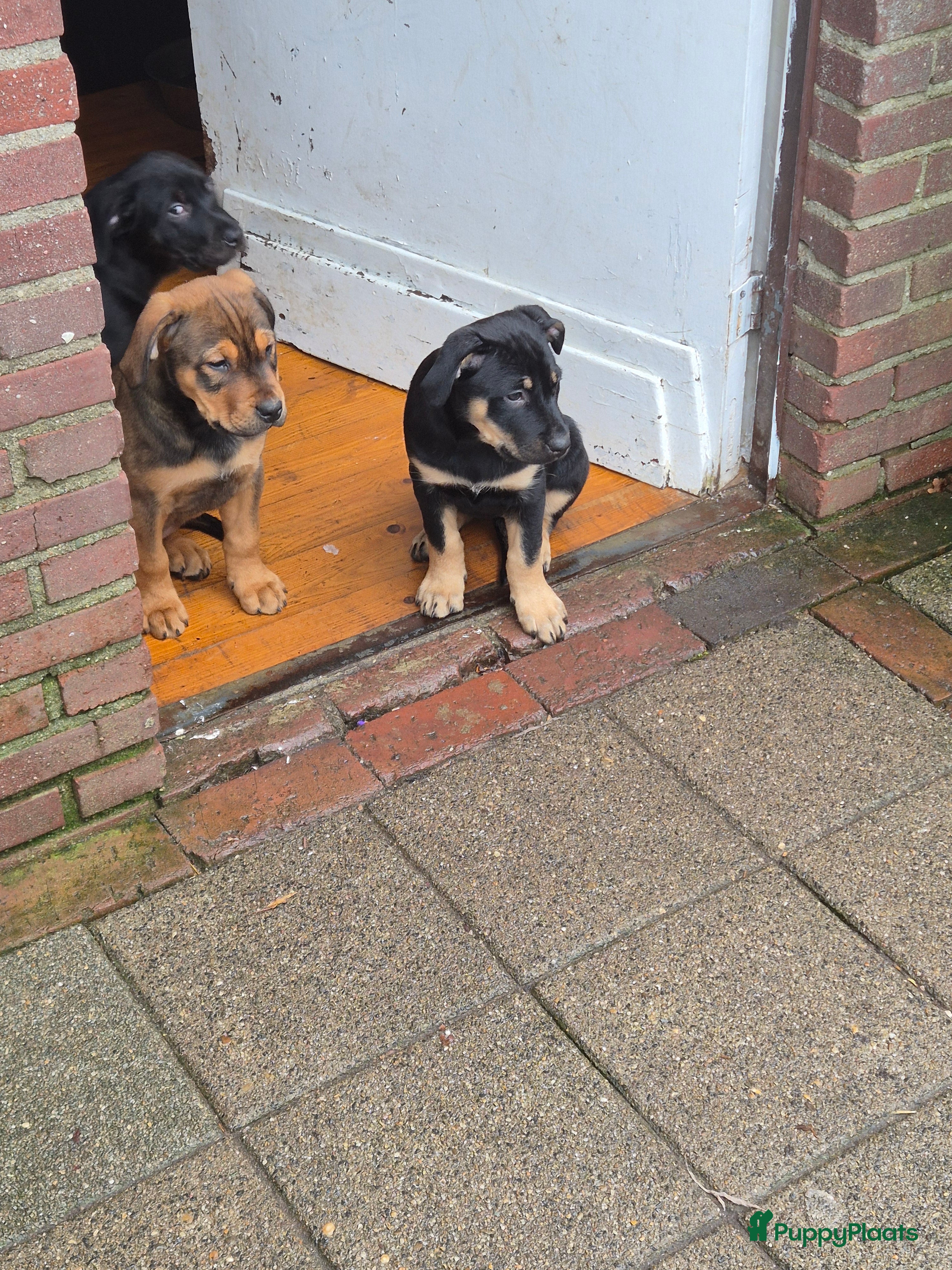 Kruising honden Fantastische honden - Advertentie 7