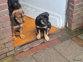 Kruising honden Fantastische honden - Advertentie 7