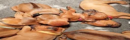 Rhodesian Ridgeback honden te koop: Rhodesian Ridgeback pups met stamboom  in Apeldoorn - Advertentie 9