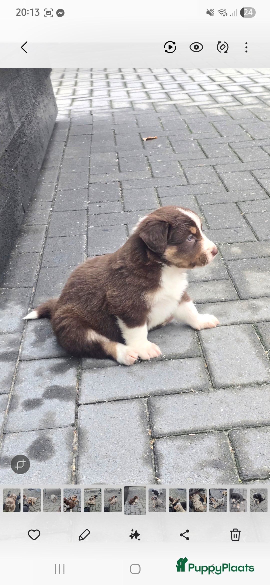 Australian Shepherd honden te koop: Mooie australian sherperd pups. - Advertentie 16