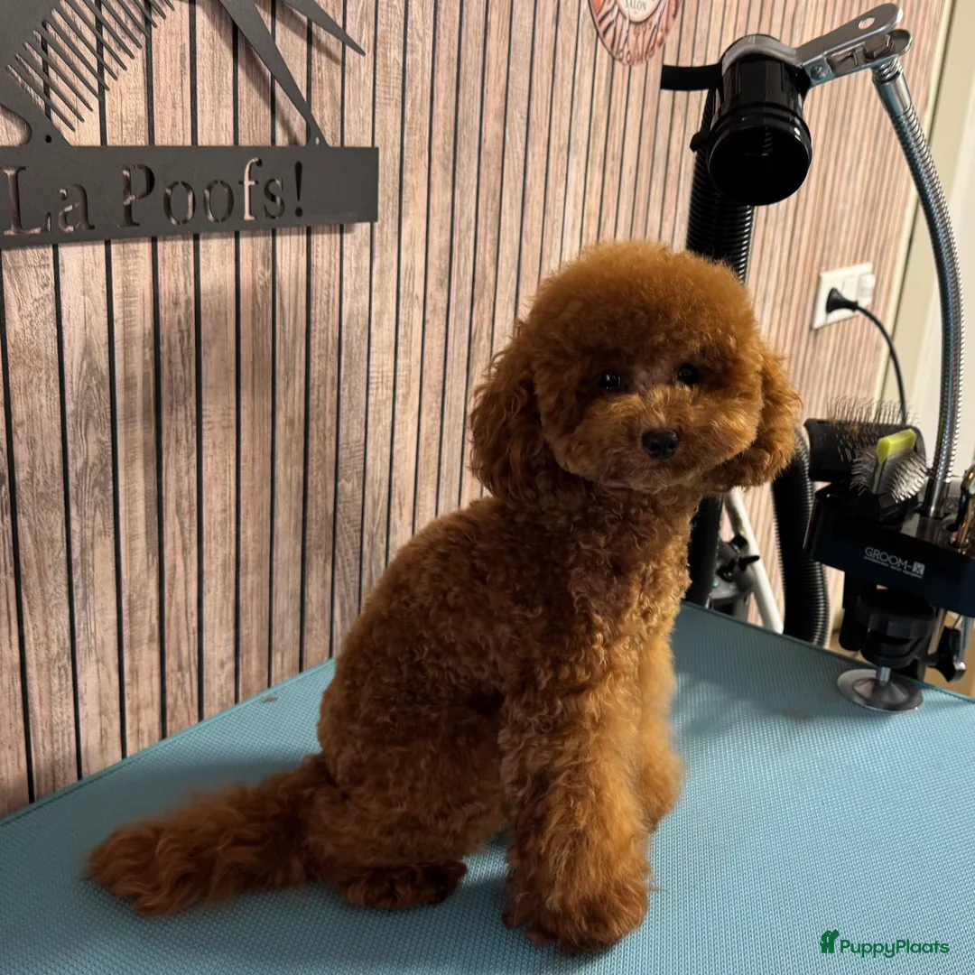 Poedel Toy honden ter dekking: Dekreu toypoedel  - Advertentie 5