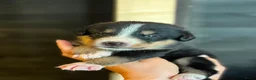 Berner Sennenhond honden te koop: Bernersennen pups  - Advertentie 9