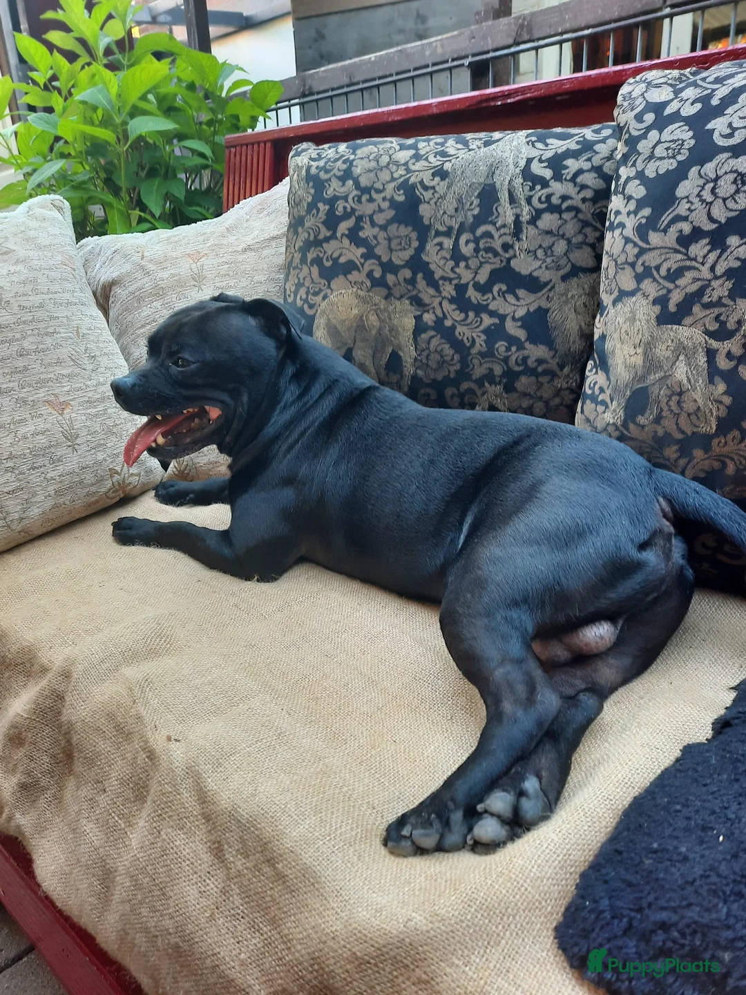 Engelse Stafford honden ter dekking: Dekreutje Engelse Stafford in Rotterdam - Advertentie 1