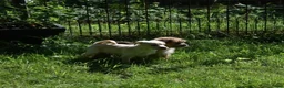 Kruising honden te koop: Prachtige Boomers (Shihtzu/York xJack Russel) - Advertentie 8
