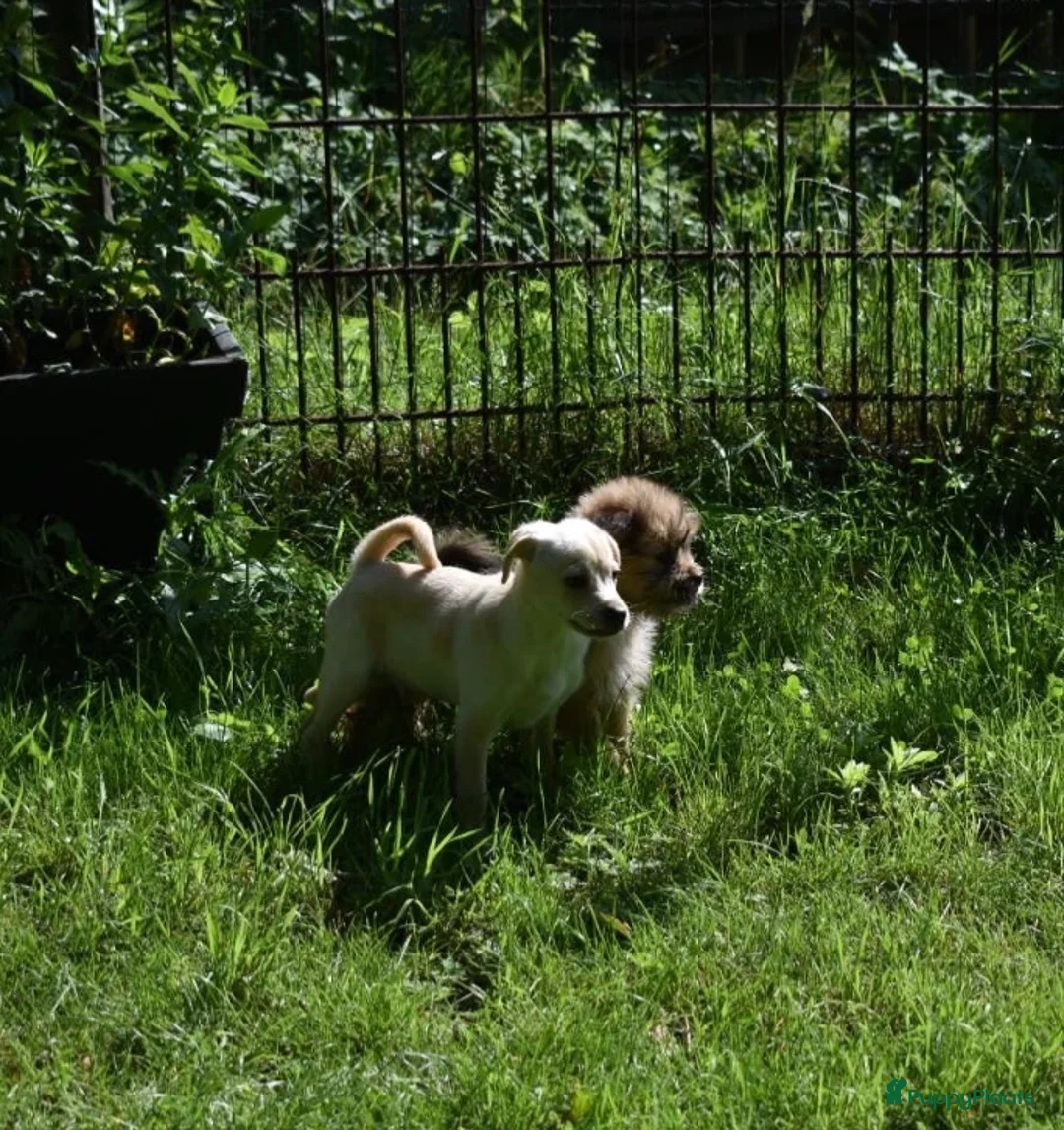 Kruising honden te koop: Prachtige Boomers (Shihtzu/York xJack Russel) - Advertentie 8
