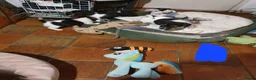Jack Russel Terriër honden te koop: Gezonde raszuiver gefokt Jack Russel pups laagbeen - Advertentie 9