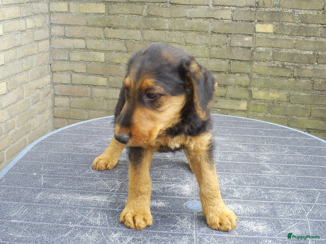 Airedale Terriër honden te koop: Airedale Terriër Puppy's - Advertentie 6