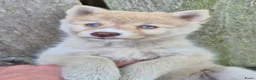Kruising honden te koop: Pomsky pups (1/4 Shiba inu) - Advertentie 17