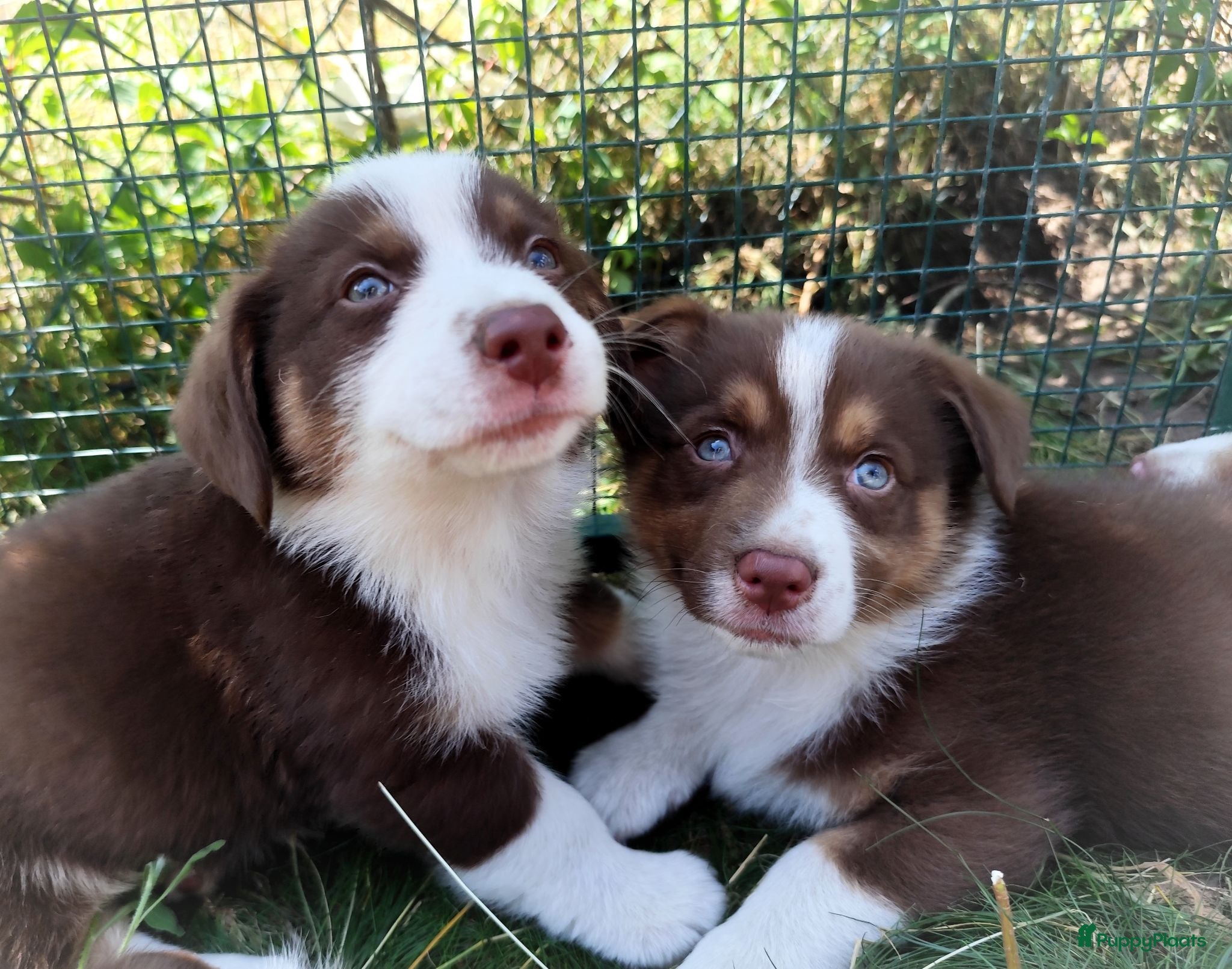 Kruising honden Mega schattige en super knappe Auggies! ❤️ - Advertentie 4