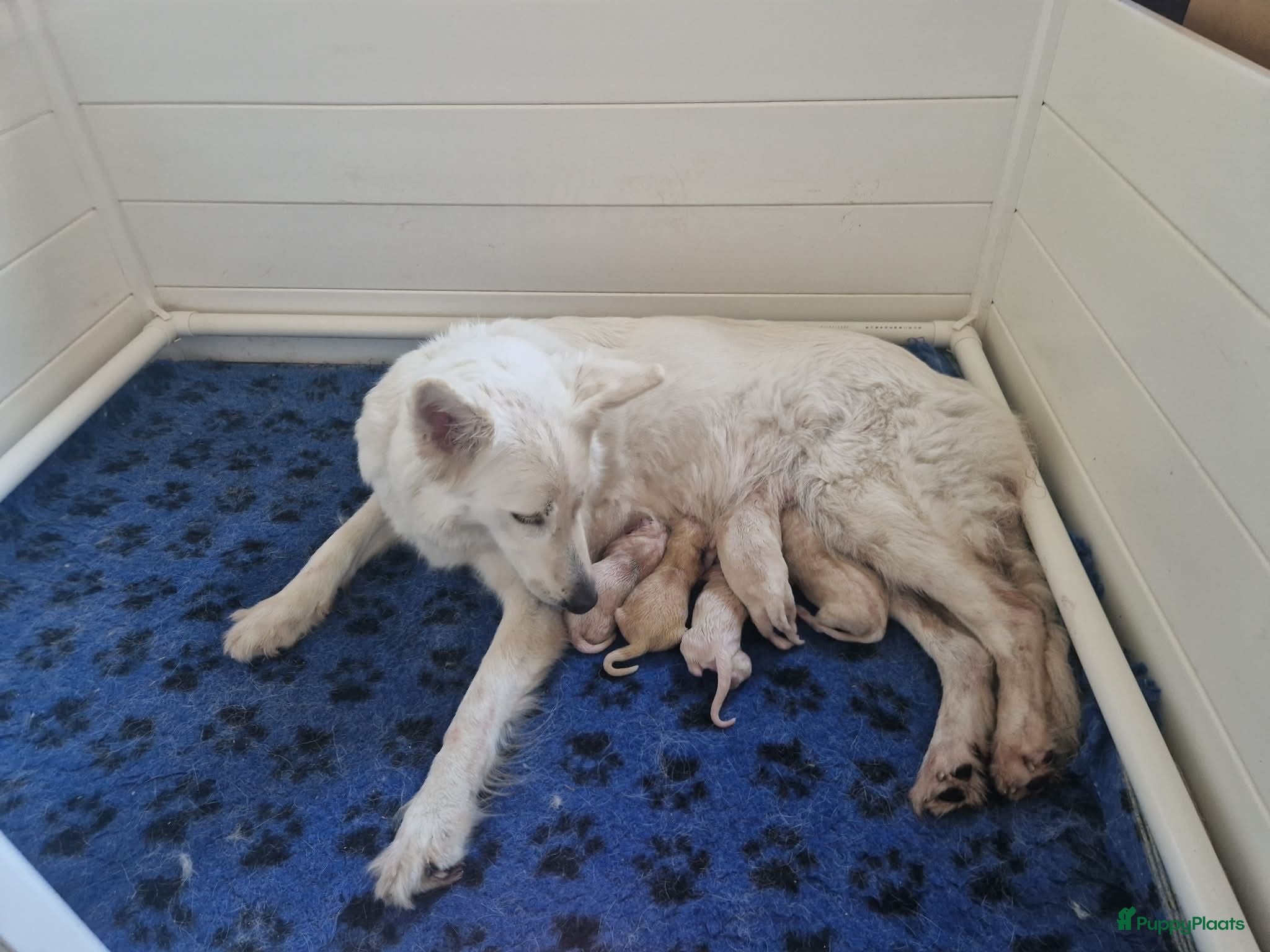 Zwitserse Witte Herdershond honden zwitserse witte herder pups - Advertentie 13