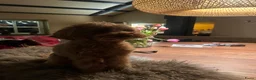Poedel Toy honden te koop: Toy poedel pups reutje en teefje - Advertentie 17