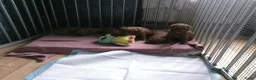 Kruising honden te koop: Rode Dwerg / Toy Poedel pups  - Advertentie 7