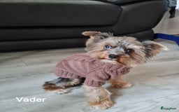 Yorkshire Terriër honden te koop: Yorkshire Terriër pups zoeken een liefdevol thuis! in Kortrijk - Afbeelding 9