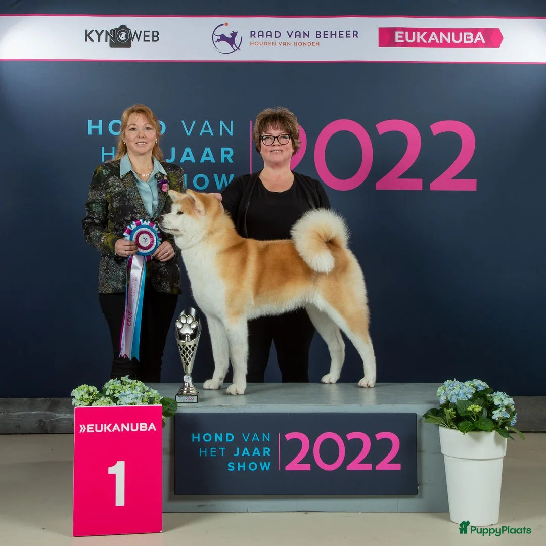 Galerij afbeelding {{count}}