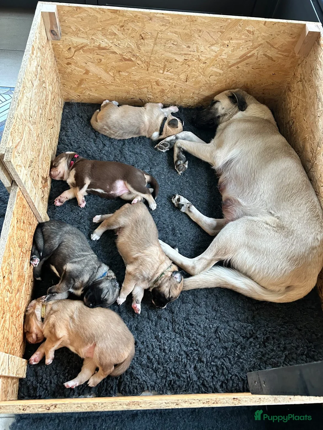 Kruising honden te koop: 🐾 Lieve, sociale pups zoeken hun gouden mandje 🐾 - Advertentie 4