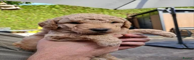 Flip