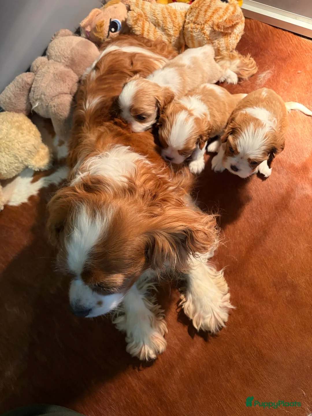 Cavalier King Charles Spaniel honden te koop: PRACHTIGE CAVALIER KING CHARLES SPANIEL PUPS  - Advertentie 1