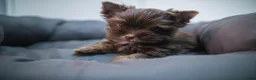 Yorkshire Terriër honden te koop: Yorkshire Terrier puppy’s te koop - Advertentie 10